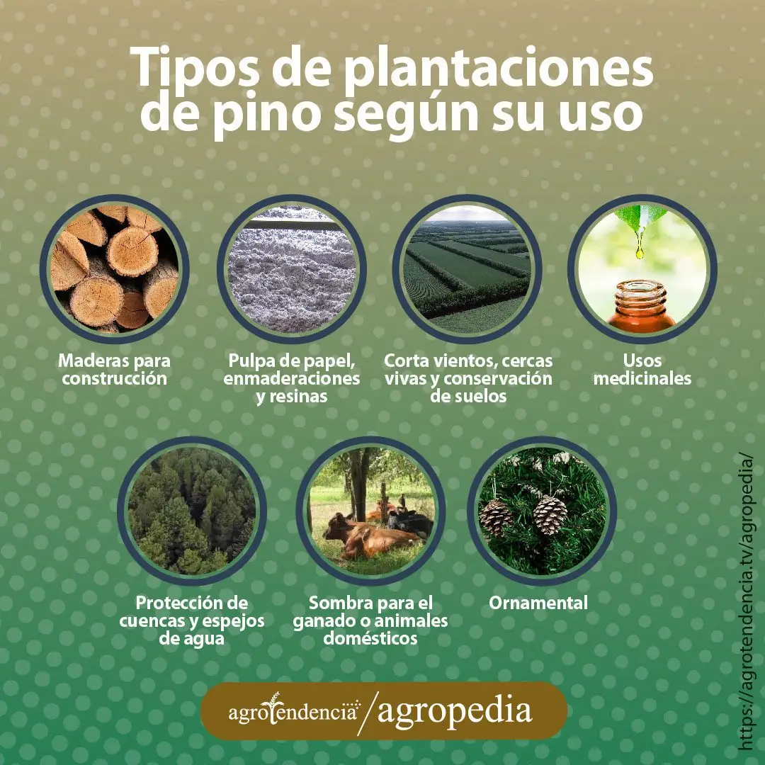 fotos de usos del pino
