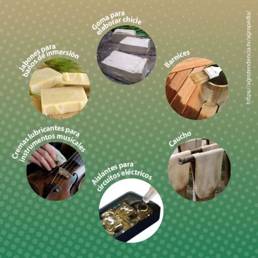subproductos de la colofonia del pino