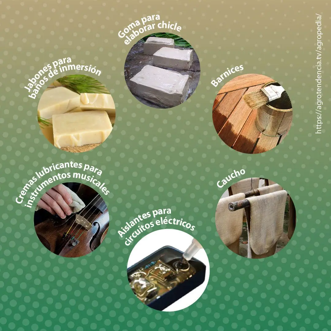 subproductos de la colofonia del pino
