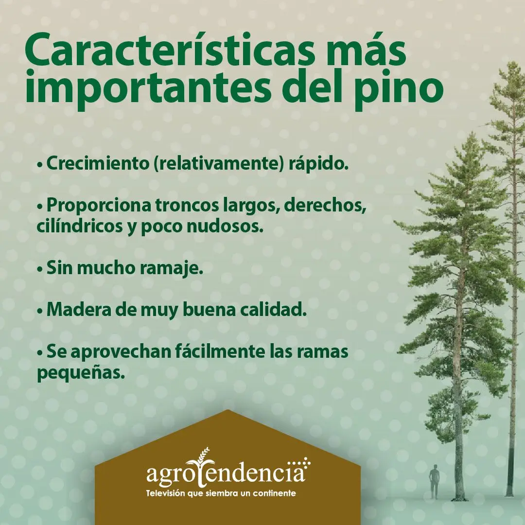 dos pinos