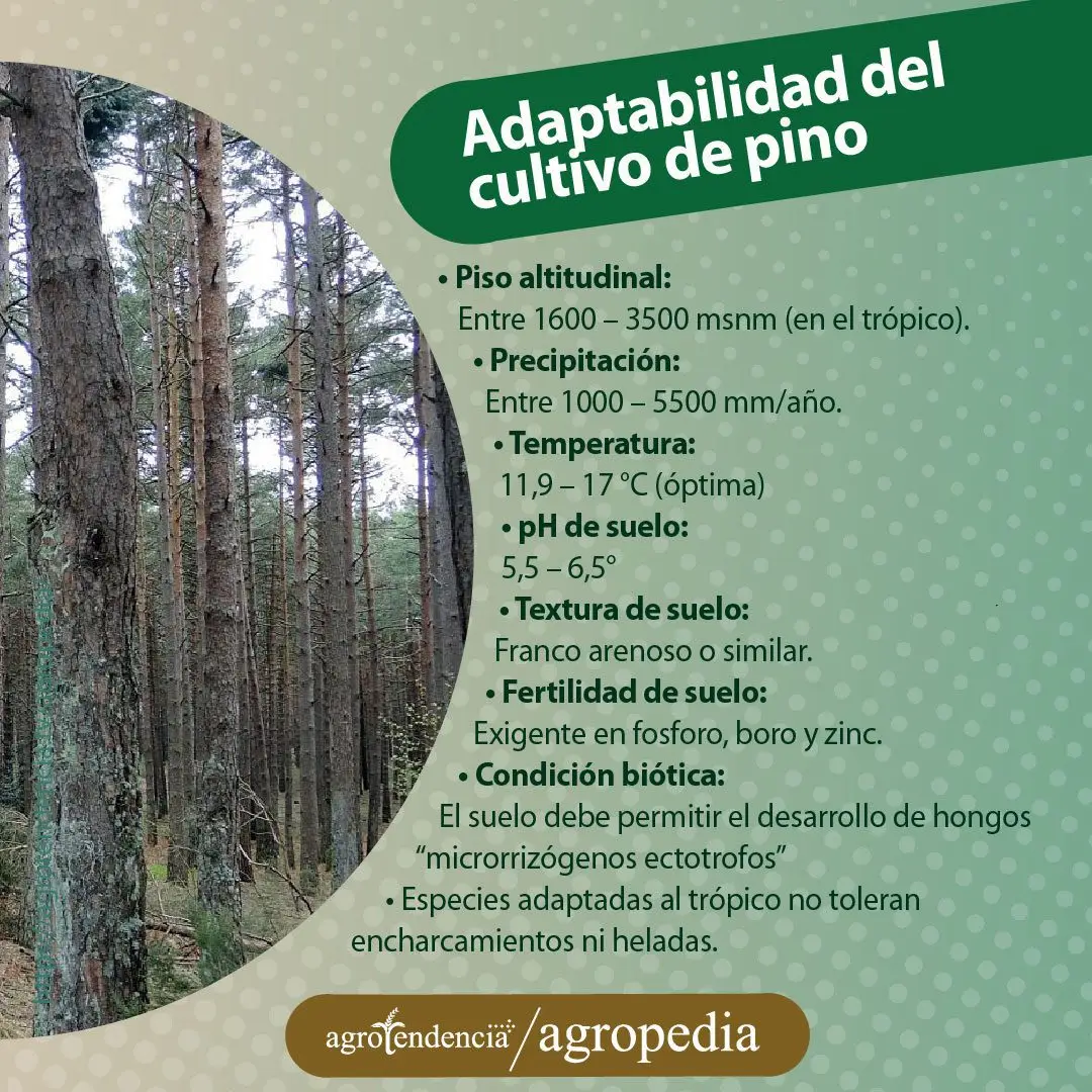 vista de cultivo de pino