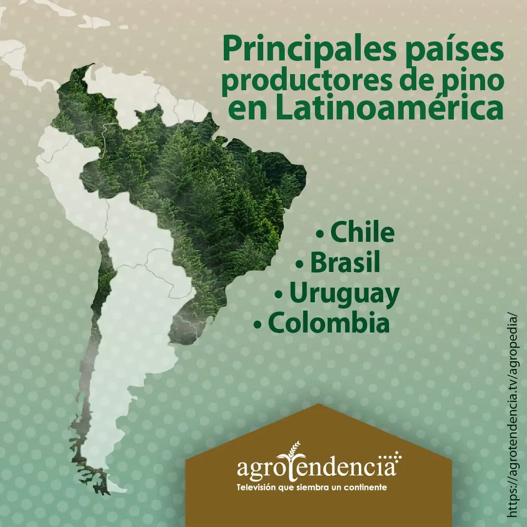 mapa de latinoaérica mostrando siembras de pino