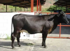ganado doble propósito - razas de ganado doble propósito