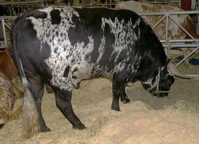 criollo argentino