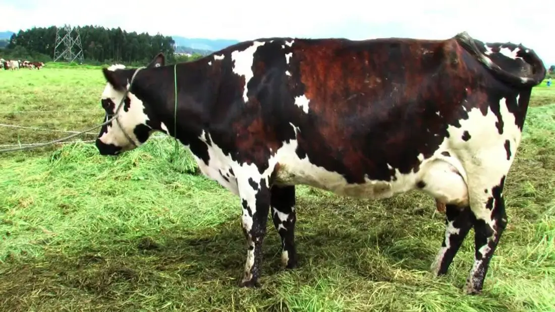 vaca normando