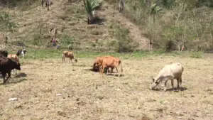 ganado doble propósito - mejor pasto para ganado doble propósito