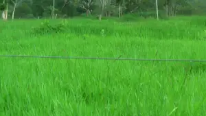 ganado doble propósito - mejor pasto para ganado doble propósito