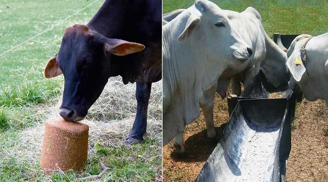 Formas de suplementación en la ganadería doble propósito ganado doble propósito comiendo suplementos alimenticios (bloques multinutricionales y sales minerales)