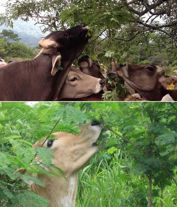 animales doble propósitos en bancos de proteína