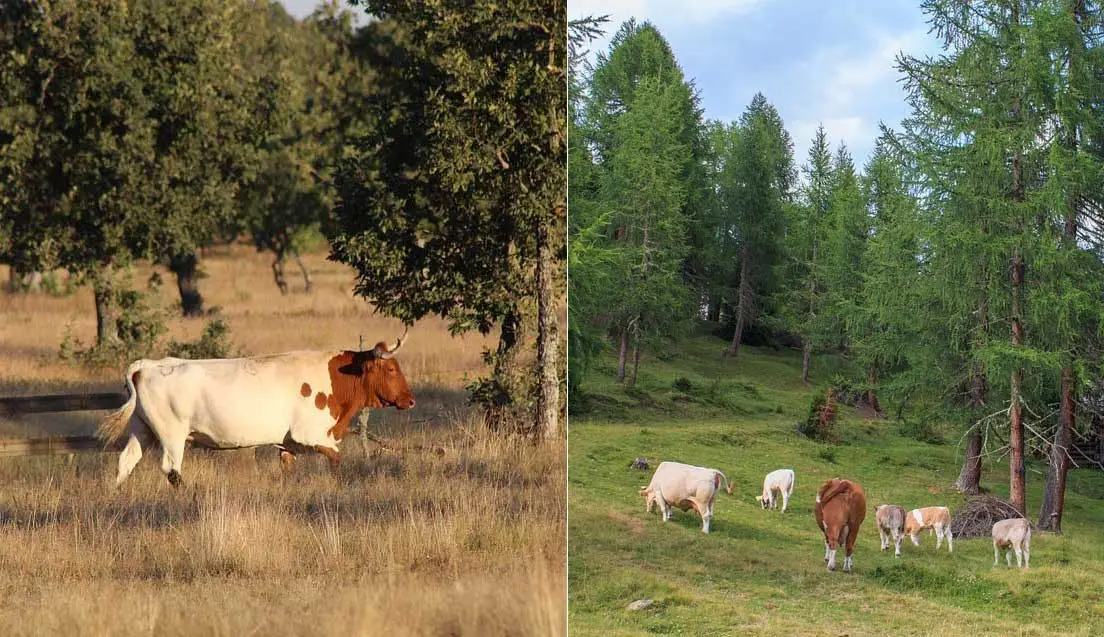 animales doble propósito en potreros 