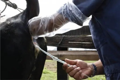 persona inseminando vaca doble propósito
