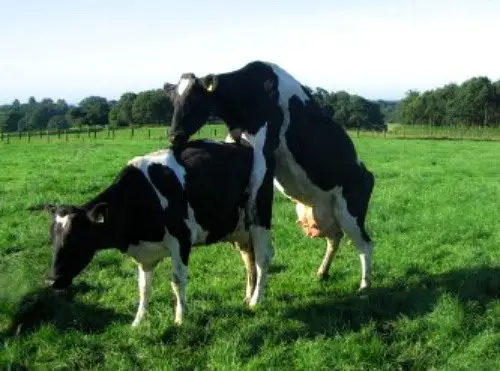 vaca montando vaca como signo de celo en ganadería doble propósito