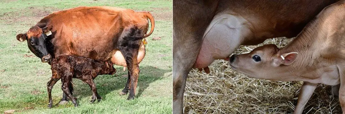 vacas con ternero mamando la ubre