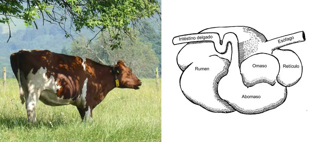 Fisiología de rumiante de doble propósito vaca y estomago de una vaca