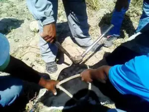 ganado doble propósito - caracteristicas ganado doble propósito