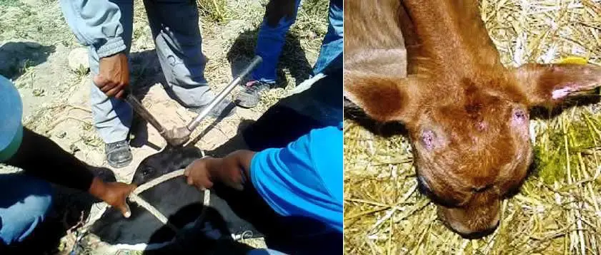 descorne de vacunos en ganadería doble propósito