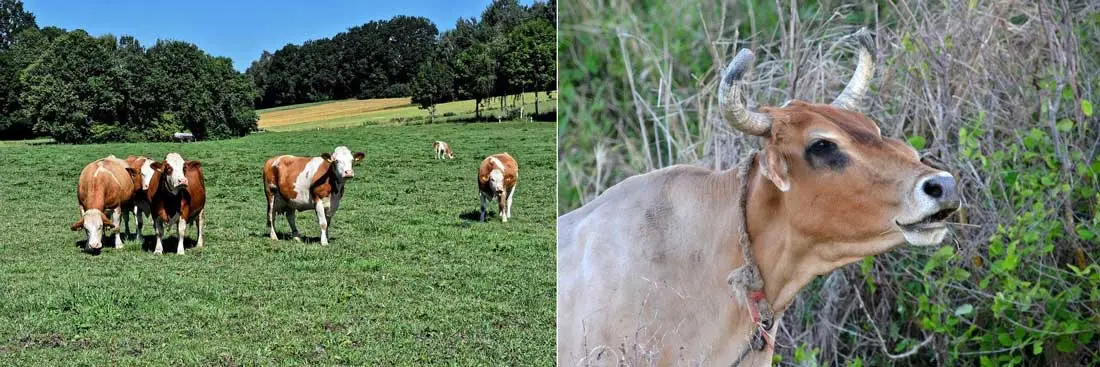 vacas doble propósito en potreros