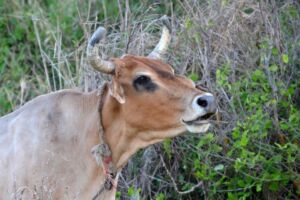 ganado doble propósito - caracteristicas ganado doble propósito