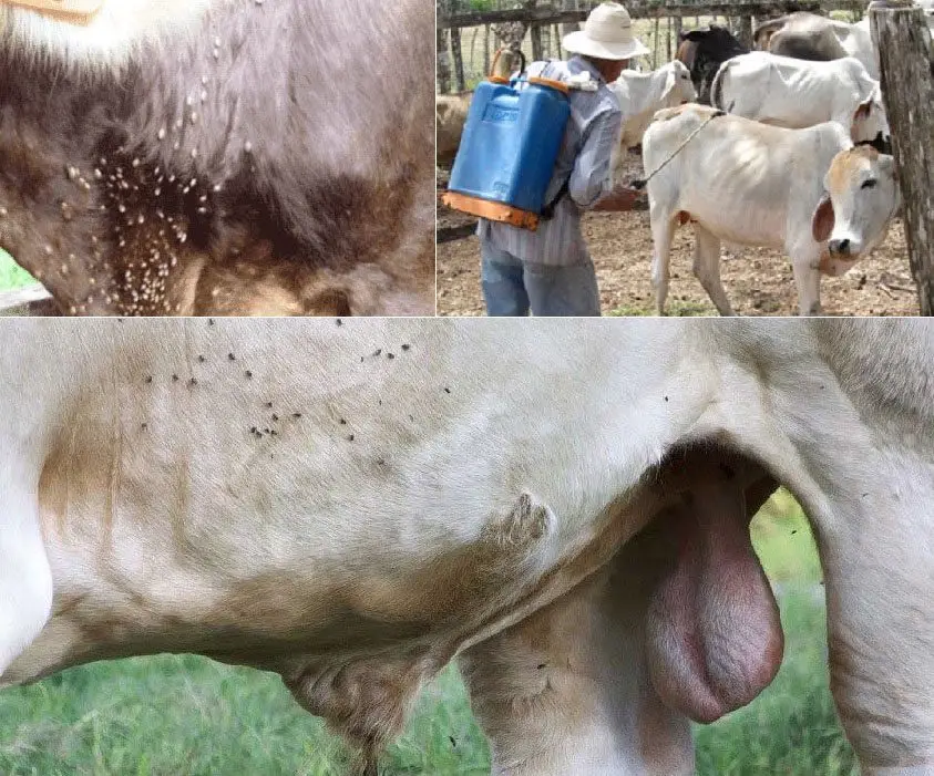 hombre aplicando baños para controlar garrapatas en ganado doble propósito