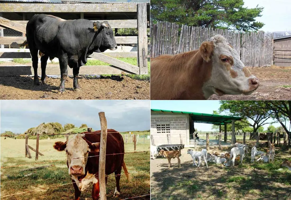 potreros y corrales para vacunos doble propósito