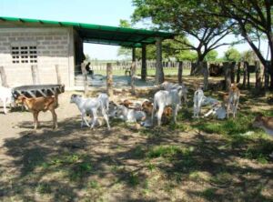 ganado doble propósito - caracteristicas ganado doble propósito