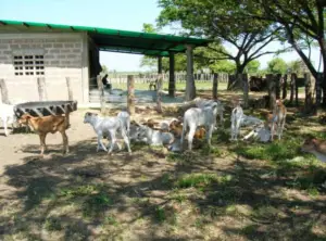 ganado doble propósito - caracteristicas ganado doble propósito
