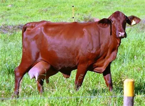vaca doble propósito de raza pitangueiras en potrero