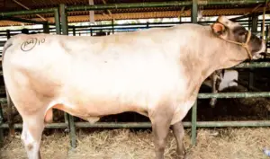 ganado doble propósito - razas de ganado doble propósito