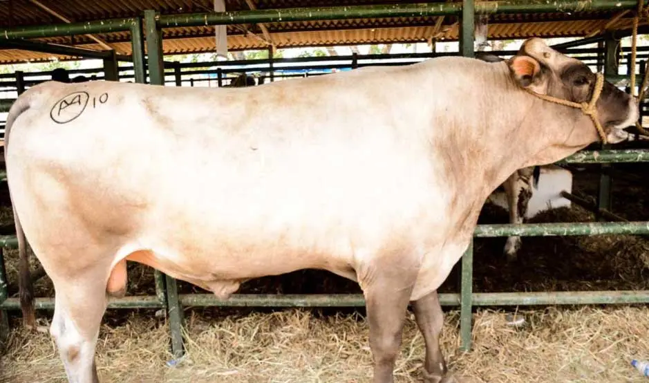 toro doble propósito de raza carora