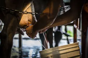 ganado doble propósito - razas de ganado doble propósito