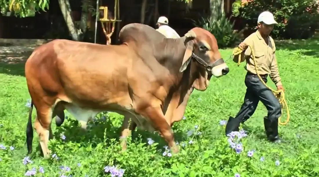 hombre movilizando a toro usado en ganadería doble propósito