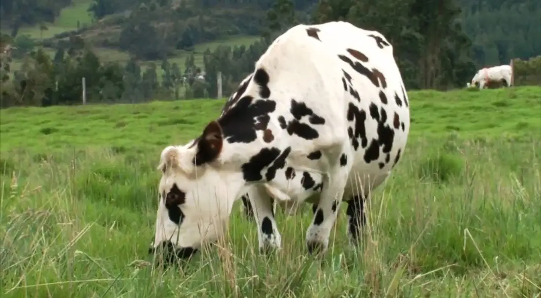 vaca blanca con pequeñas manchas usada en ganadería doble propósito