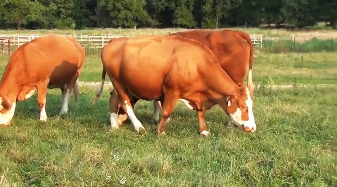 tres vacas doble propósito en potrero