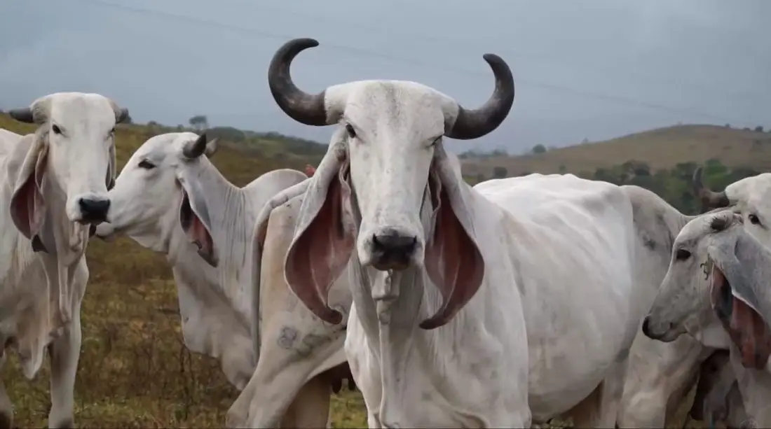 Ganado doble propósito de la raza cebú animales cebú usados en ganadería doble propósito