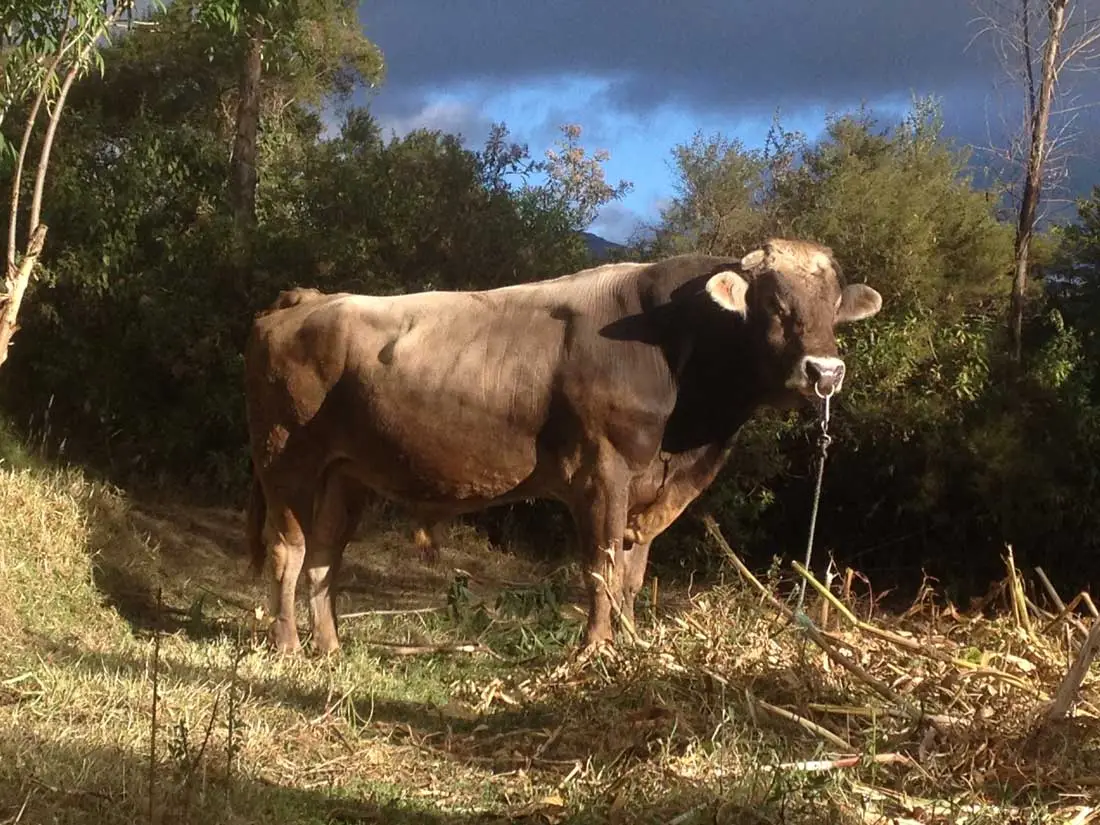Selección de reproductores en la ganadería doble propósito Toro seleccionado para ganadería doble propósito