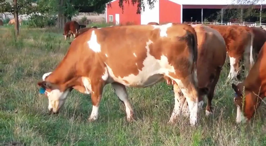 Importancia de los registros en la ganadería doble propósito vacas rojizas con manchas blancas pastoreando
