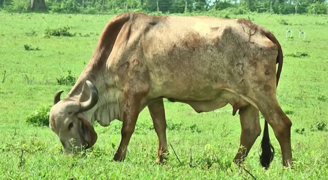 vaca doble propósito pastando