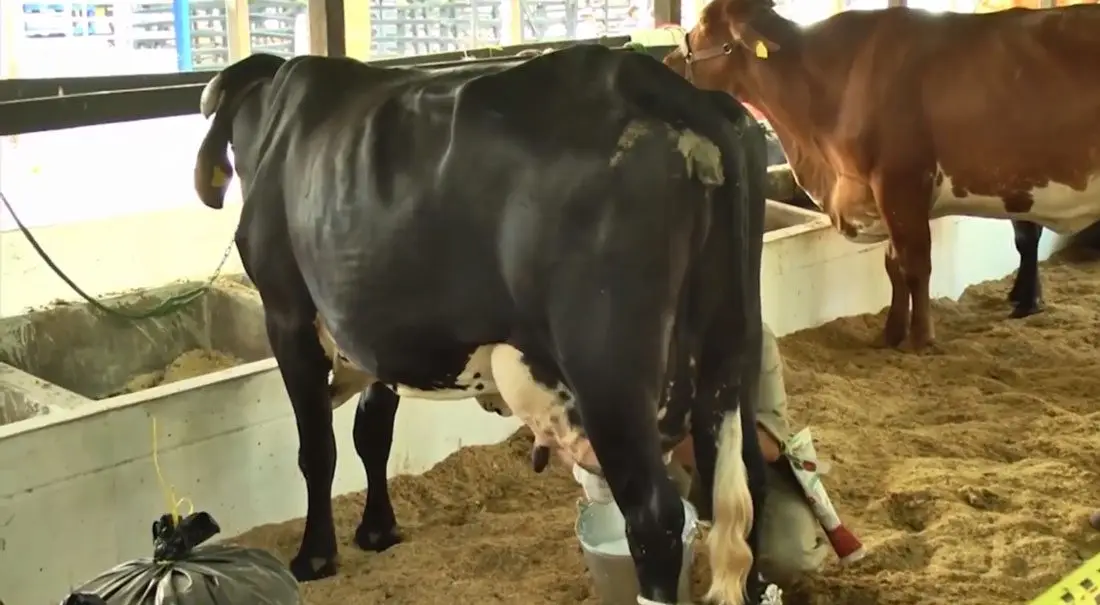 Aspectos productivos en la ganadería doble propósito vaca siboney siendo ordeñada en corral