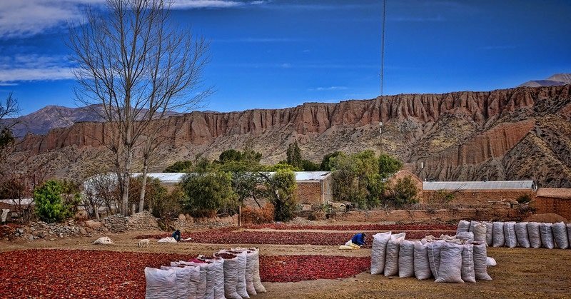 patios de secado llenos de pimientos rojos