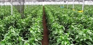 pimentón - manejo agronómico del cultivo de pimentón