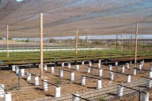 pimentón - manejo agronómico del cultivo de pimentón