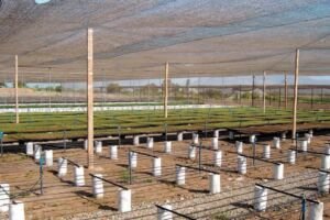 pimentón - manejo agronomico del cultivo de pimentón