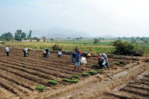 pimentón - cultivo de pimentón