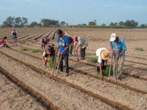 pimentón - cultivo de pimentón