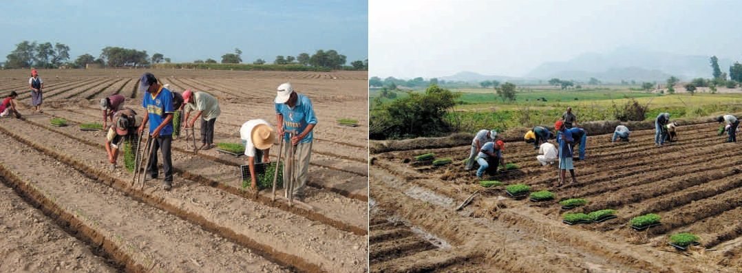 trasplante de pimentón