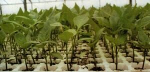 pimentón - manejo agronómico del cultivo de pimentón