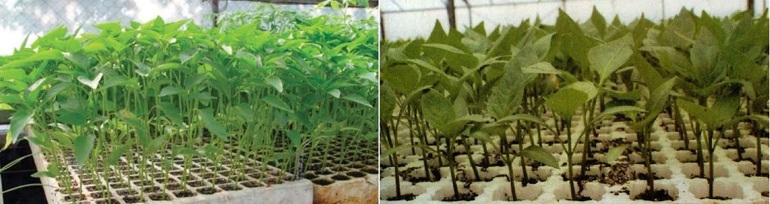 plantulas de pimentón