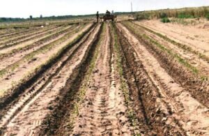 pimentón - cultivo de pimentón