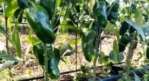 pimentón - cultivo de pimentón