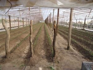 pimentón - cultivo de pimentón